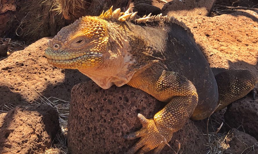 Neues Video über die Galapagos-Inseln